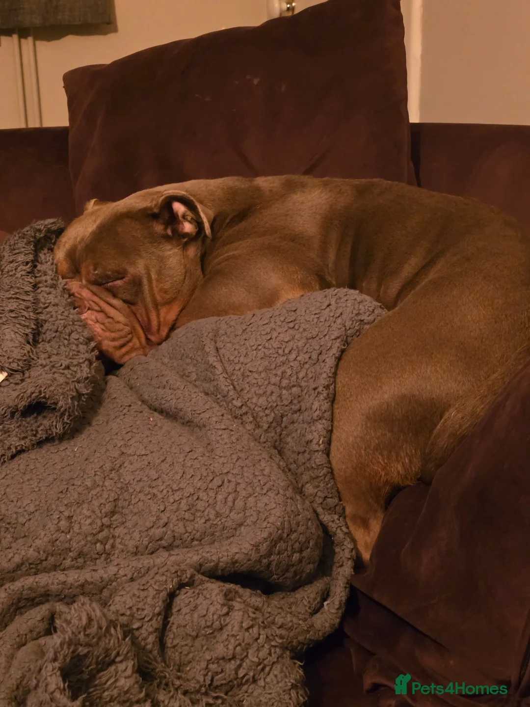 English Bulldog dogs for sale: Ottie - Advert 3