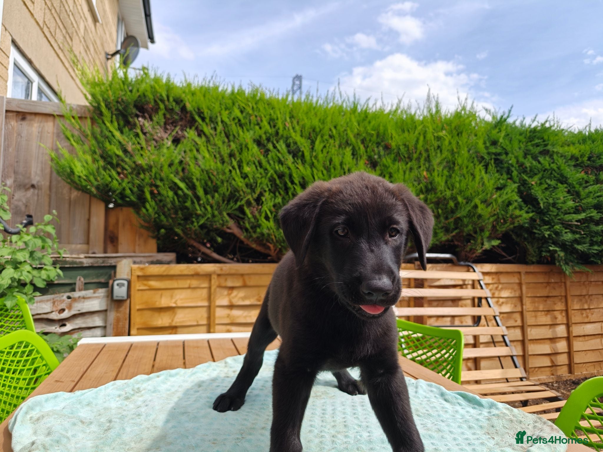 Mixed Breed dogs Red fox Labrador x Akita X GSD  - Advert 6