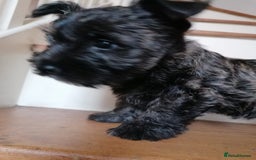 Mixed Breed dogs for sale: Wairns: Westie/ Cairn Pups - Image 2
