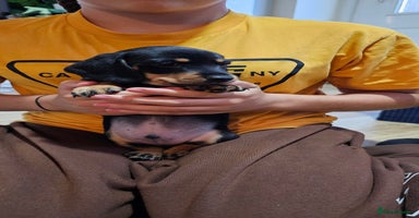 Miniature Dachshund dogs - Advert 10