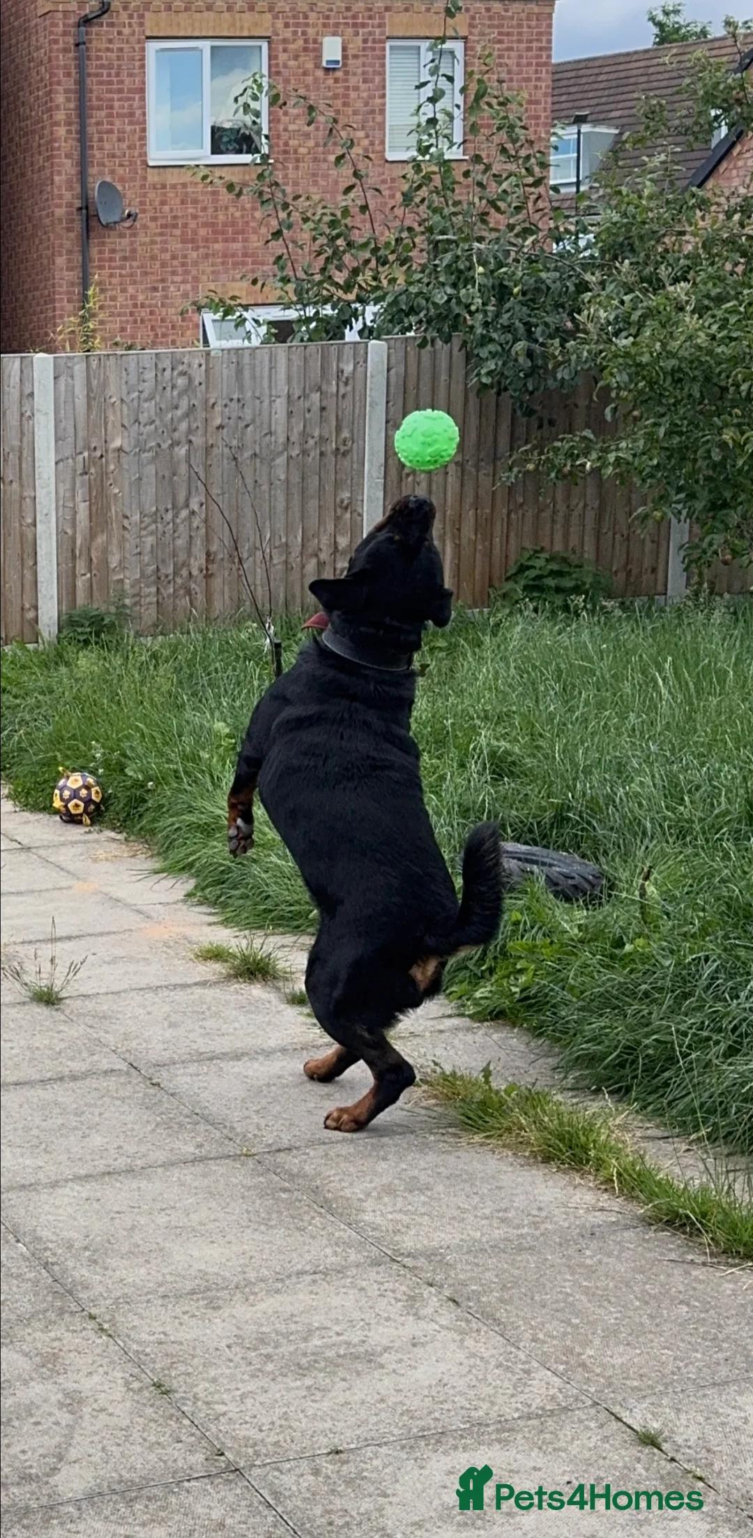 Rottweiler dogs for stud: Max Champion  in Walsall - Advert 6