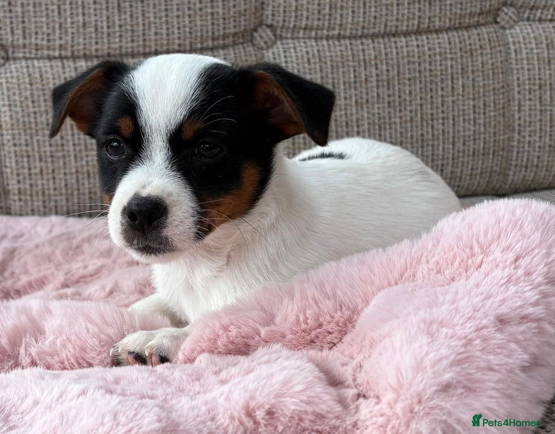 Jack Russell dogs for sale: Traditional Miniature Jack Russell Puppies! - Advert 10