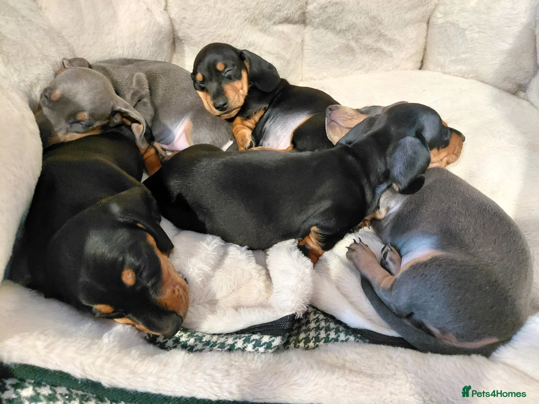 Miniature Dachshund dogs for stud: Daschund Stud KC Prince ♥️ in Liverpool - Advert 3