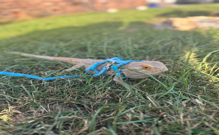 Bearded Dragon reptiles - Advert 4