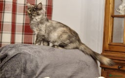 Maine Coon cats for sale: Gorgeous maine coon babies - Image 13