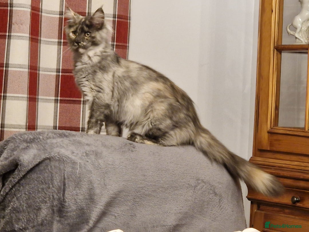 Maine Coon cats for sale: Gorgeous maine coon babies - Image 13