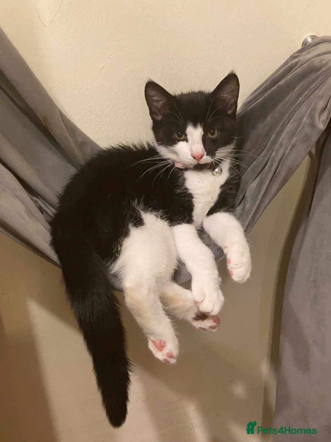 Mixed Breed cats for sale: 2 beautiful indoor cats.  in London - Advert 2