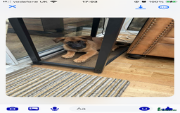 Mixed Breed dogs for sale: Belgian Shepherd Malinois x German Shepherd  - Image 8