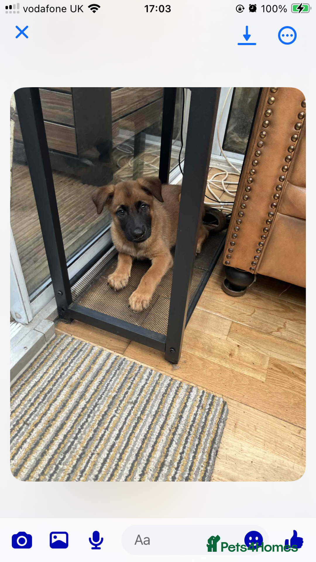 Mixed Breed dogs for sale: Belgian Shepherd Malinois x German Shepherd  - Image 8