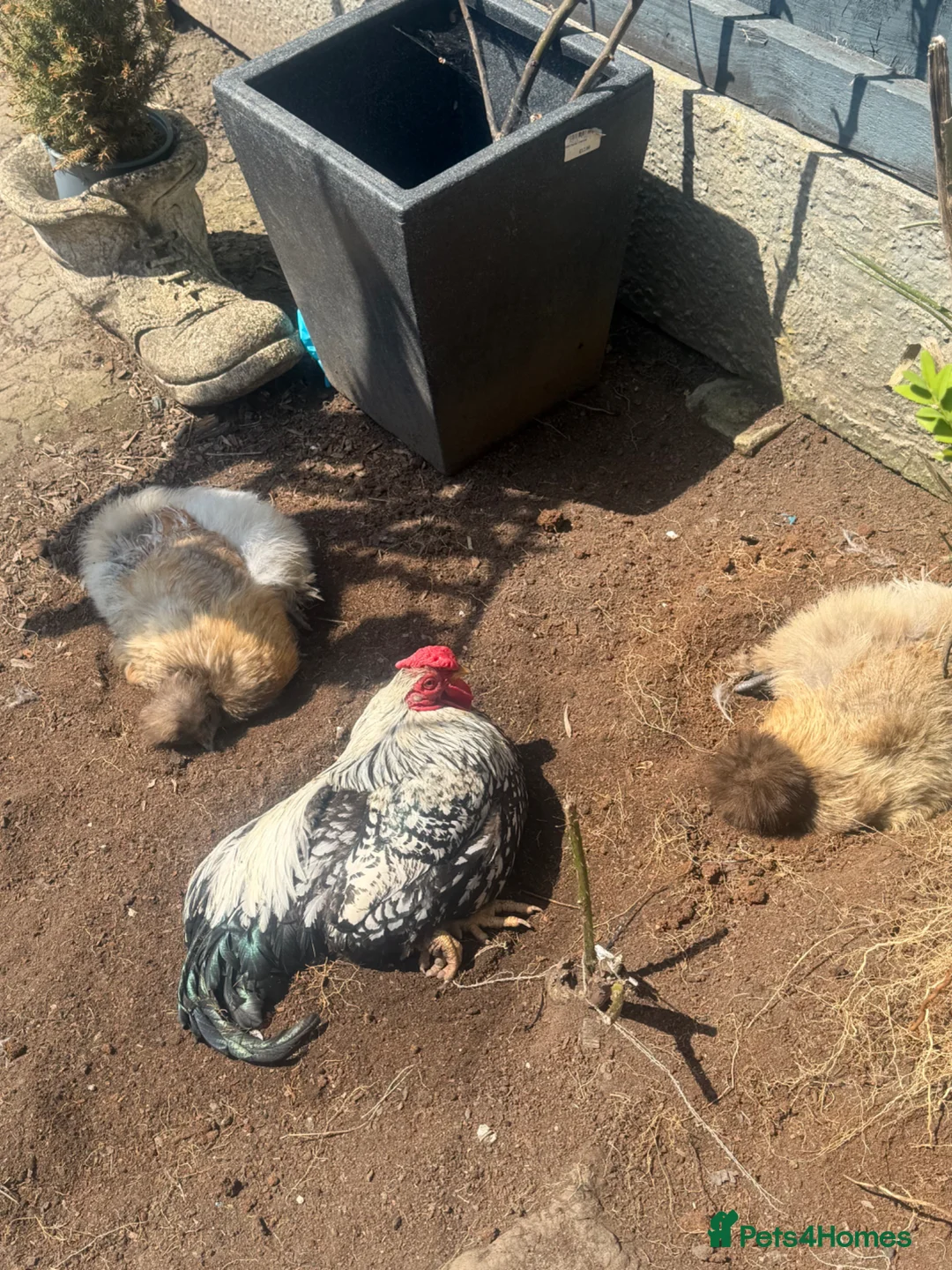 Chickens poultry for sale: Chickens & cockerel & set up in Ashton-under-Lyne - Advert 2