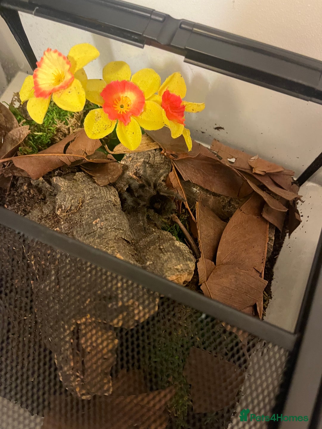 Tarantulas invertebrates for sale: A. Seemani and G. Pulchra - Advert 2