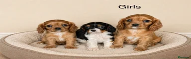 Cavalier King Charles Spaniel Puppy 4