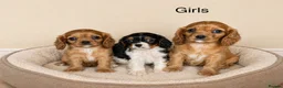 Cavalier King Charles Spaniel dogs for sale: Beautiful cavalier - Advert 4