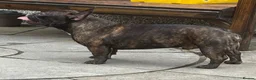 French Bulldog dogs for stud: Standard brindle stud  - Advert 6