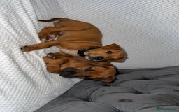 Mixed Breed dogs for sale: whippet x pit - Image 1