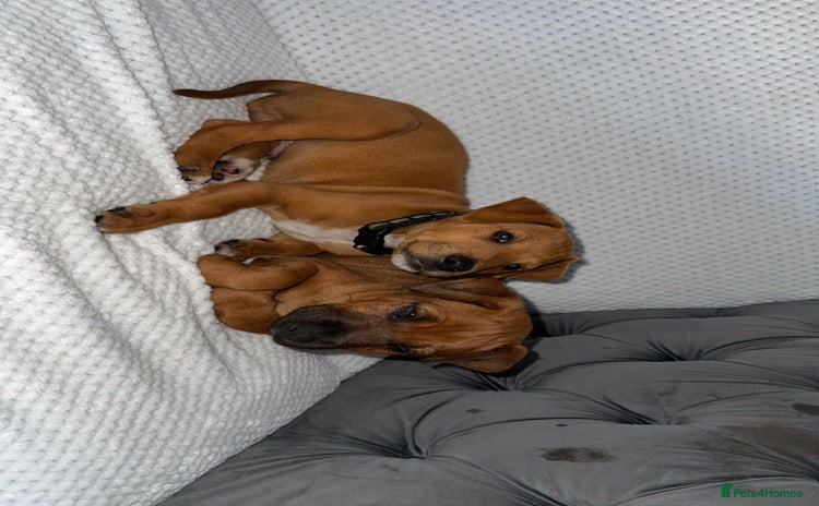 Mixed Breed dogs - Advert 7