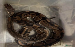 Python Snake reptiles for sale: 3 beautiful female pythons - Image 2