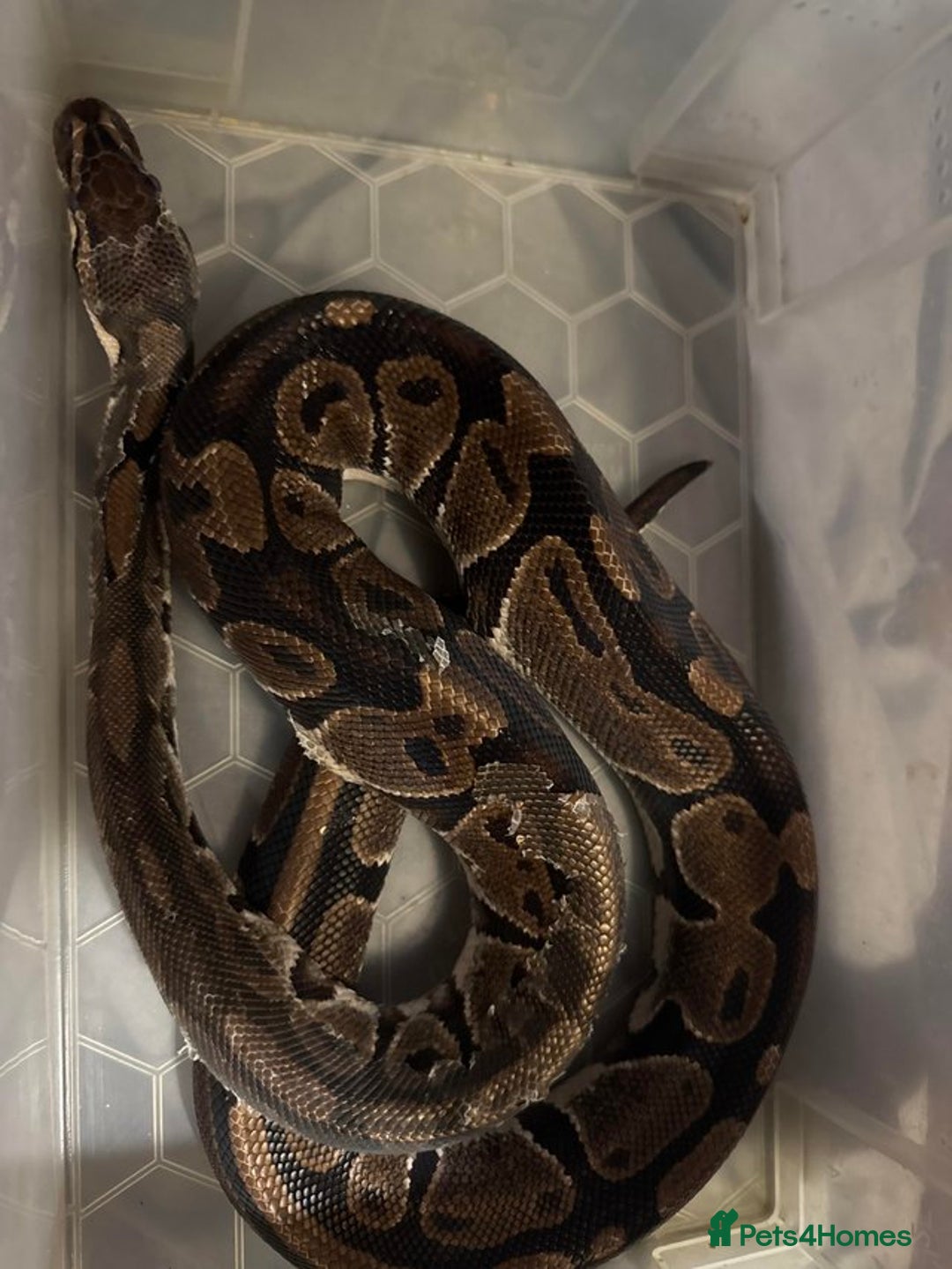 Python Snake reptiles for sale: 3 beautiful female pythons - Image 2