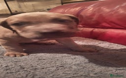 Cane Corso dogs for sale: 100 percent cane corsos puppys - Image 7