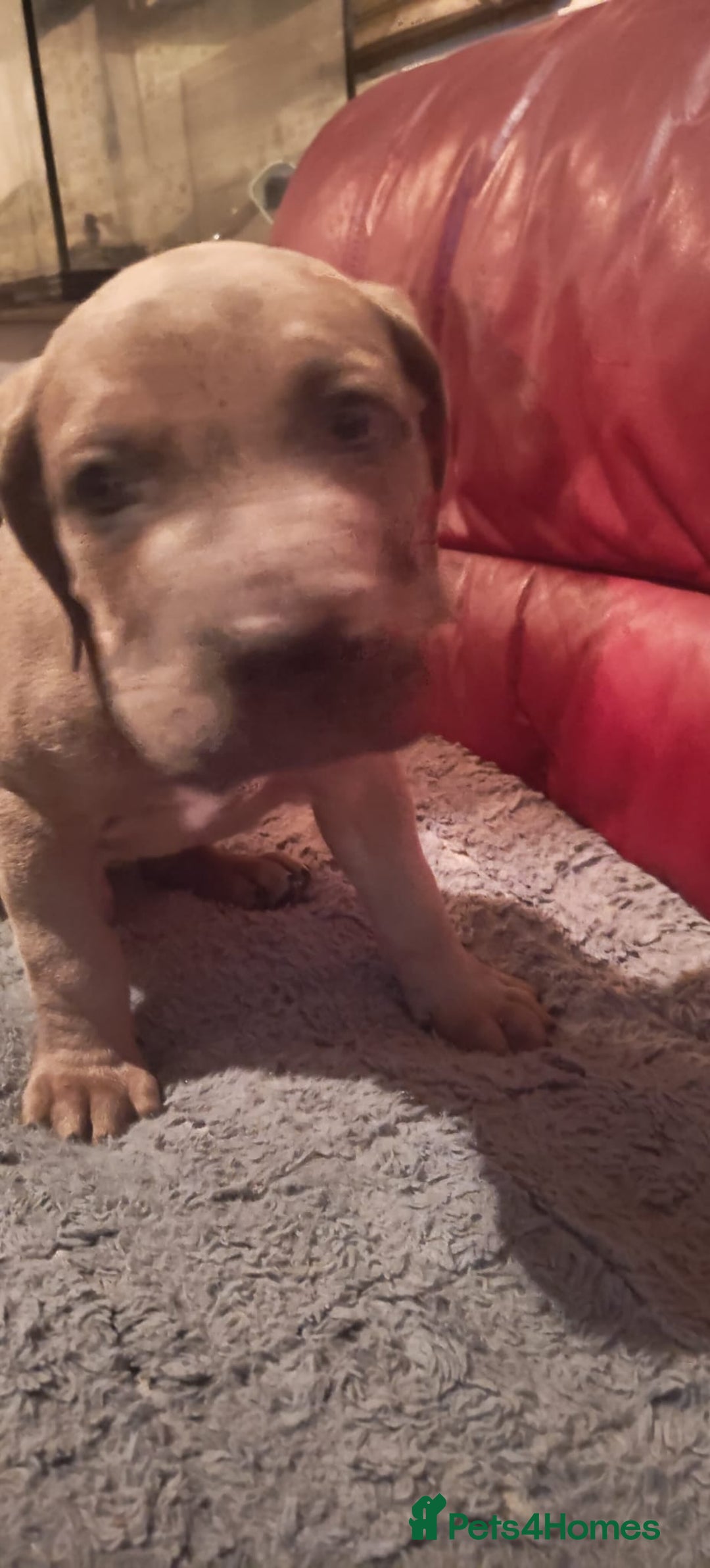 Cane Corso dogs for sale: 100 percent cane corsos puppys - Image 7