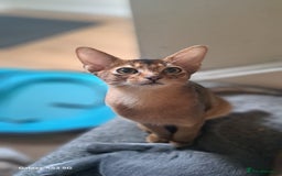 Abyssinian cats for sale: 5✨TICA Beautiful Abyssinian Kittens - Image 11