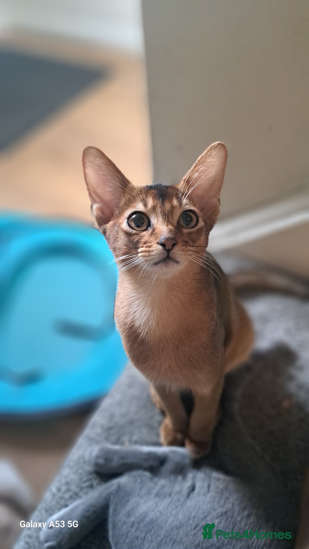 Abyssinian cats for sale: 5✨TICA Beautiful Abyssinian Kittens - Image 11