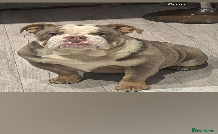 Old Tyme Bulldog dogs - Advert 13