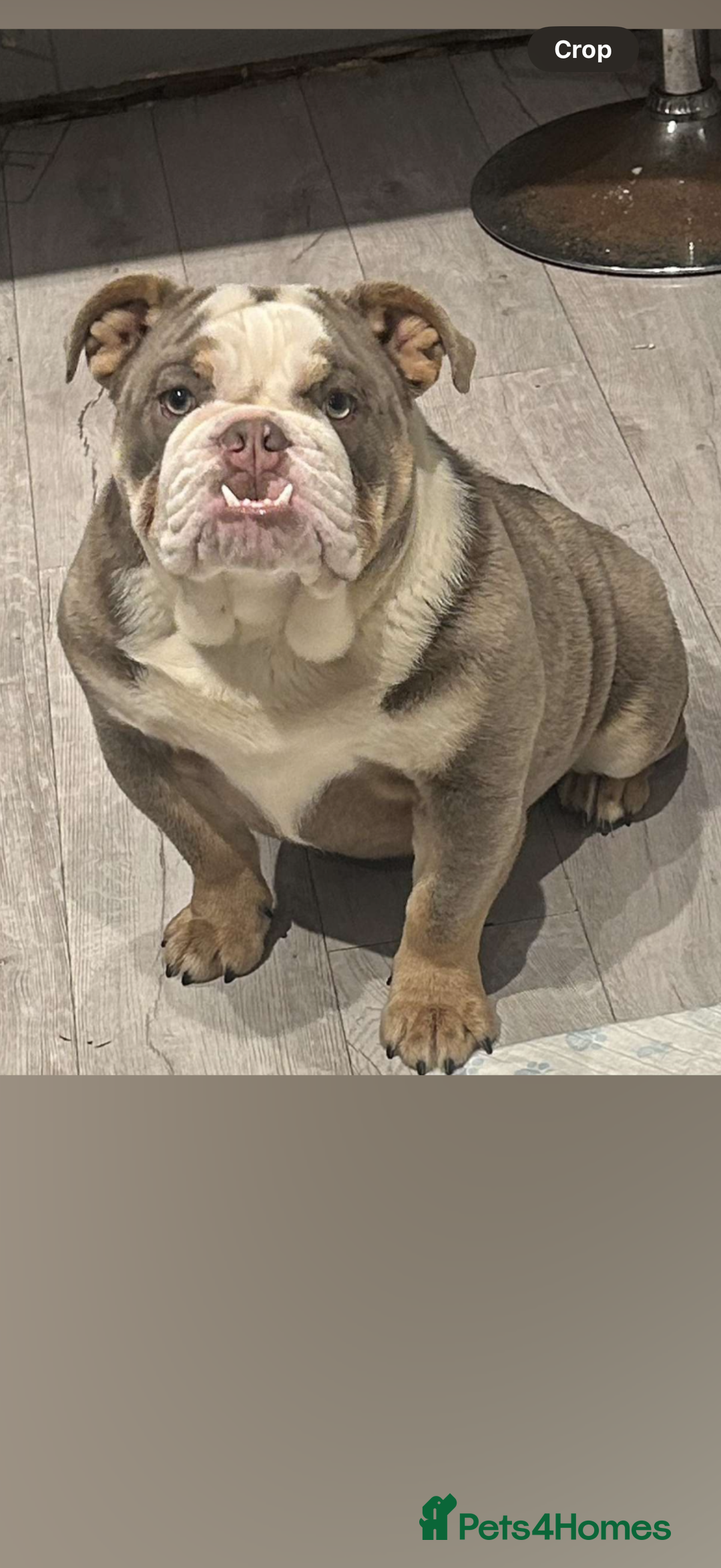 Old Tyme Bulldog dogs for sale: Old tyme English bulldog  - Image 1