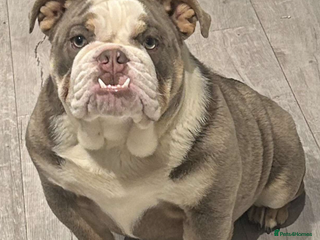 Old Tyme Bulldog dogs - Advert 17