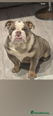 Old Tyme Bulldog dogs - Advert 1