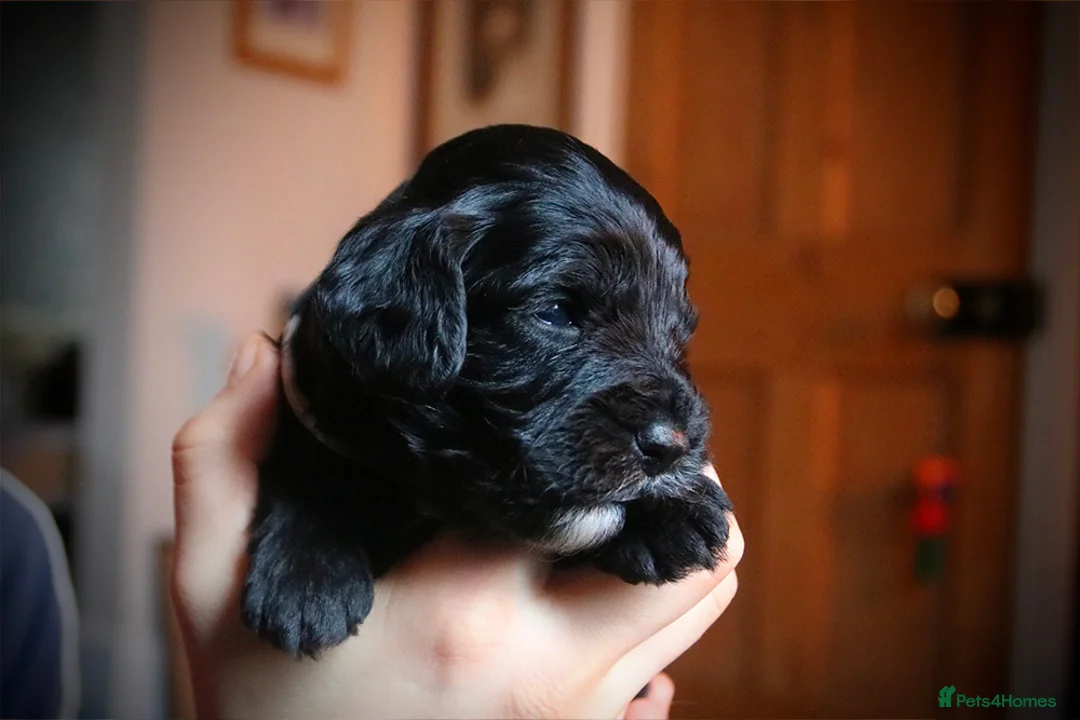 Cockapoo dogs for sale: Cockapoo Puppies for sale in Brighton - Advert 22