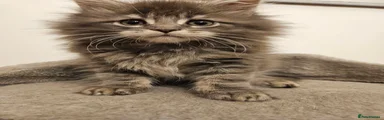 Maine Coon 2