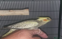Cockatiels birds for sale: Deposit secures  - Image 2