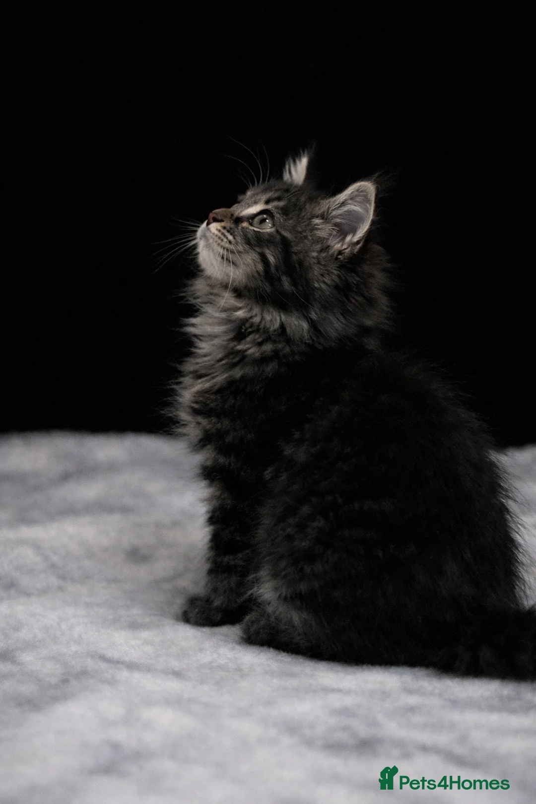 Maine Coon cats for sale: 1 Boy Left-Stunning Maine Coon&British Shorthair - Advert 2