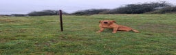 Labrador Retriever dogs for stud: KC REGISTERED FOX RED LABRADOR FOR STUD - Advert 4