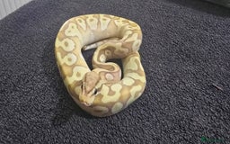 Python Snake reptiles for sale: Mixed Male and Female Royal Pythons - Image 4