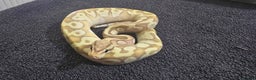 Python Snake reptiles for sale: Mixed Male and Female Royal Pythons - Advert 4