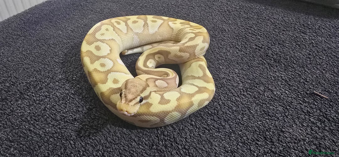 Python Snake reptiles for sale: Mixed Male and Female Royal Pythons - Image 4