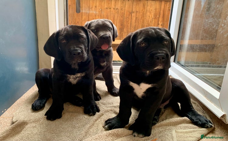 Cane Corso dogs - Advert 9