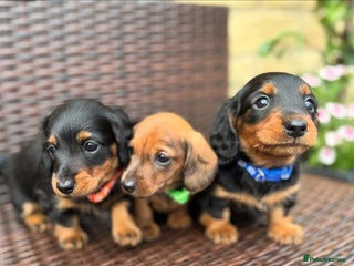 Miniature Dachshund dogs - Advert 1