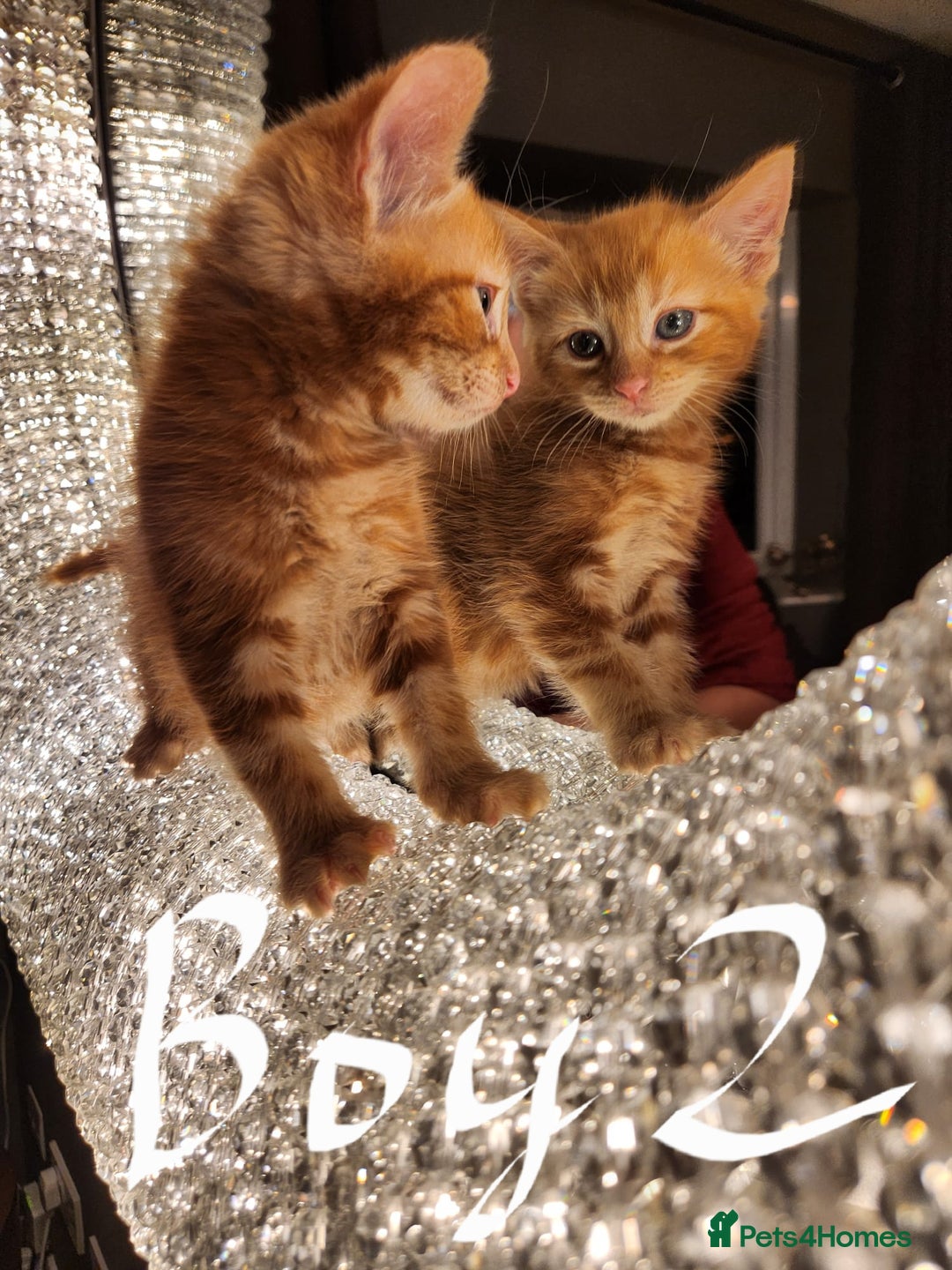 Maine Coon cats for sale: Beautiful Maine Coon kittens  - Advert 9