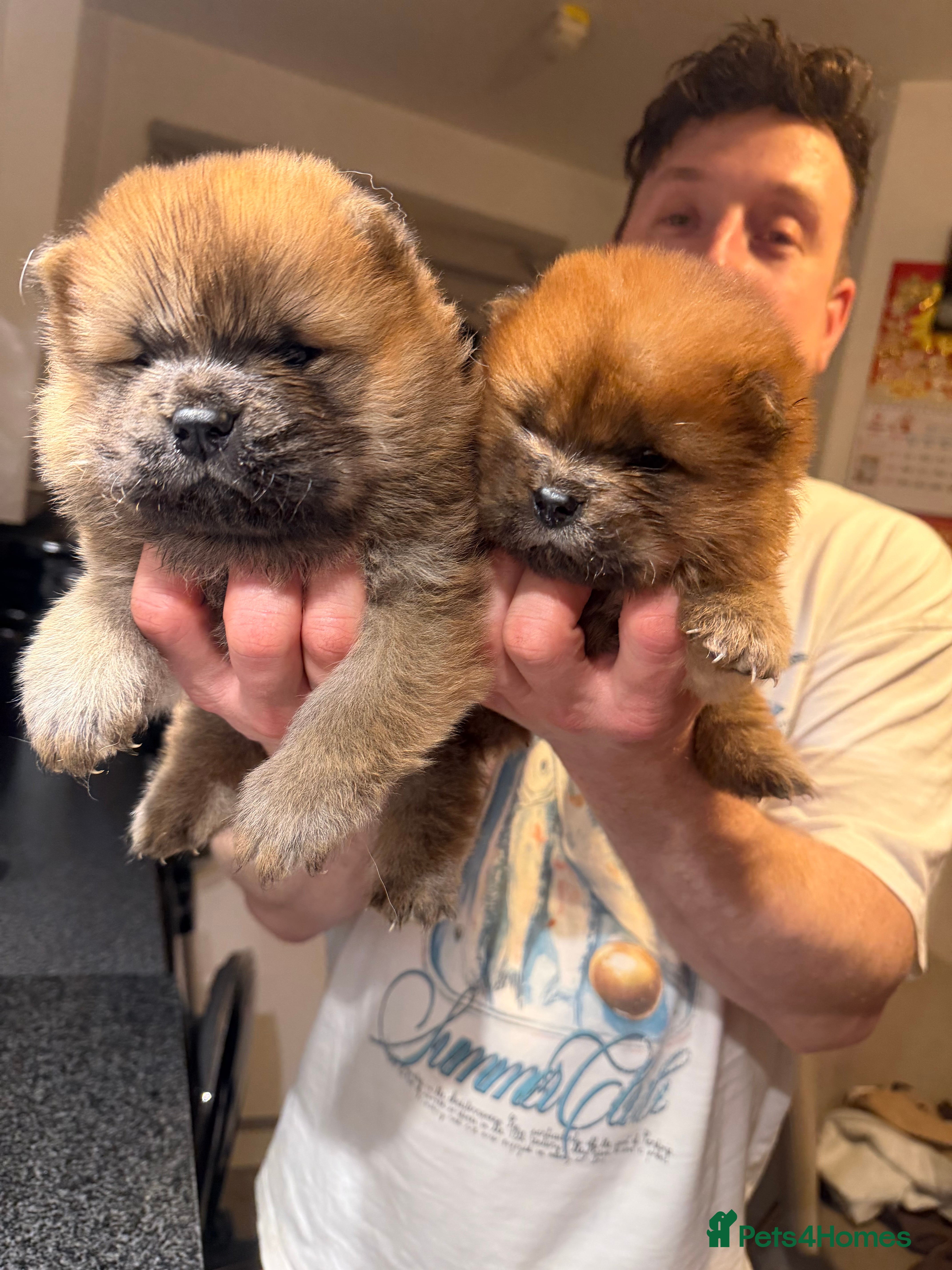 Chow Chow dogs LAST TWO GIRLS! KC Registered Chow Chow Puppies ❤️ - Advert 14