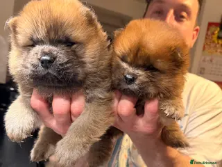Chow Chow dogs LAST TWO GIRLS! KC Registered Chow Chow Puppies ❤️ - Advert 5