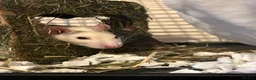 Rat rodents for sale: Rats need re homing asap in Banbury - Advert 2