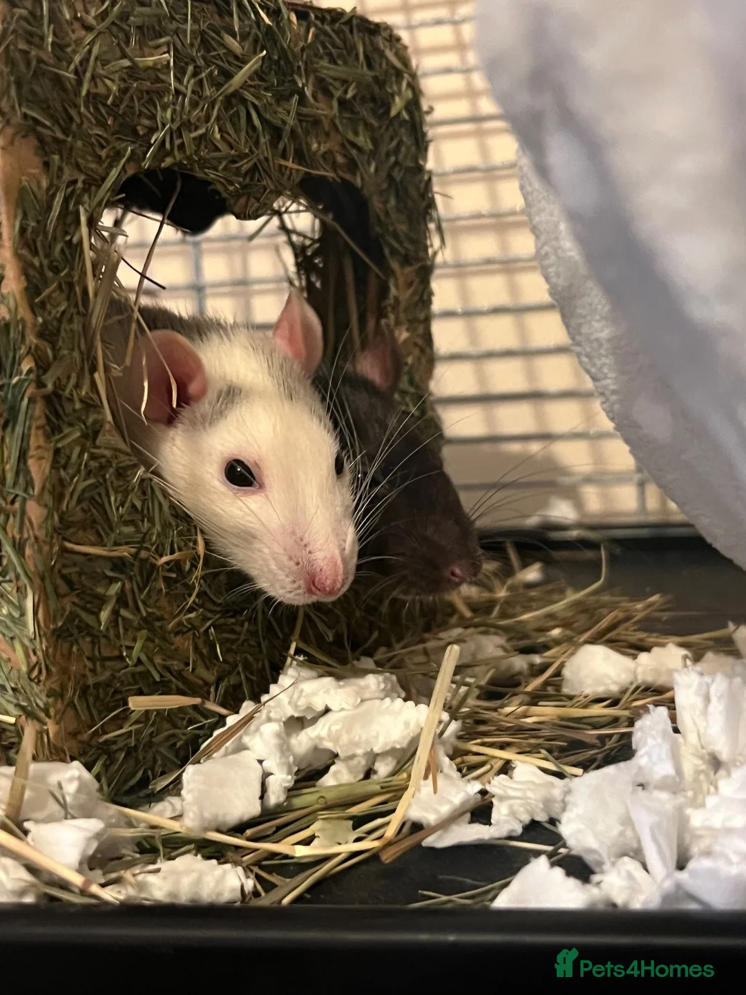 Rat rodents for sale: Rats need re homing asap in Banbury - Advert 2