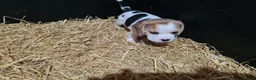 Beagle dogs for sale: Adorable Beagle Puppy  - Advert 3