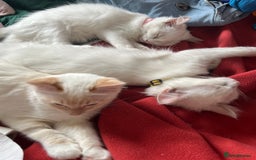 Ragdoll cats for sale: Tortie Lynx Flame Lynx pedigree Ragdolls - Image 9