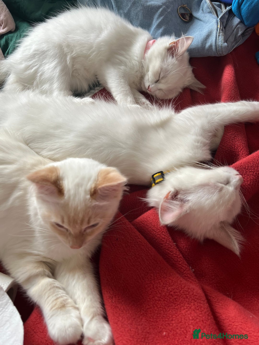Ragdoll cats for sale: Tortie Lynx Flame Lynx pedigree Ragdolls - Image 9