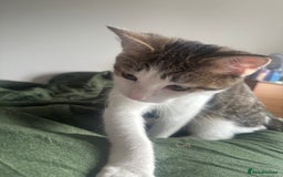 British Shorthair cats for sale: Two cats for sale £50 - Image 2