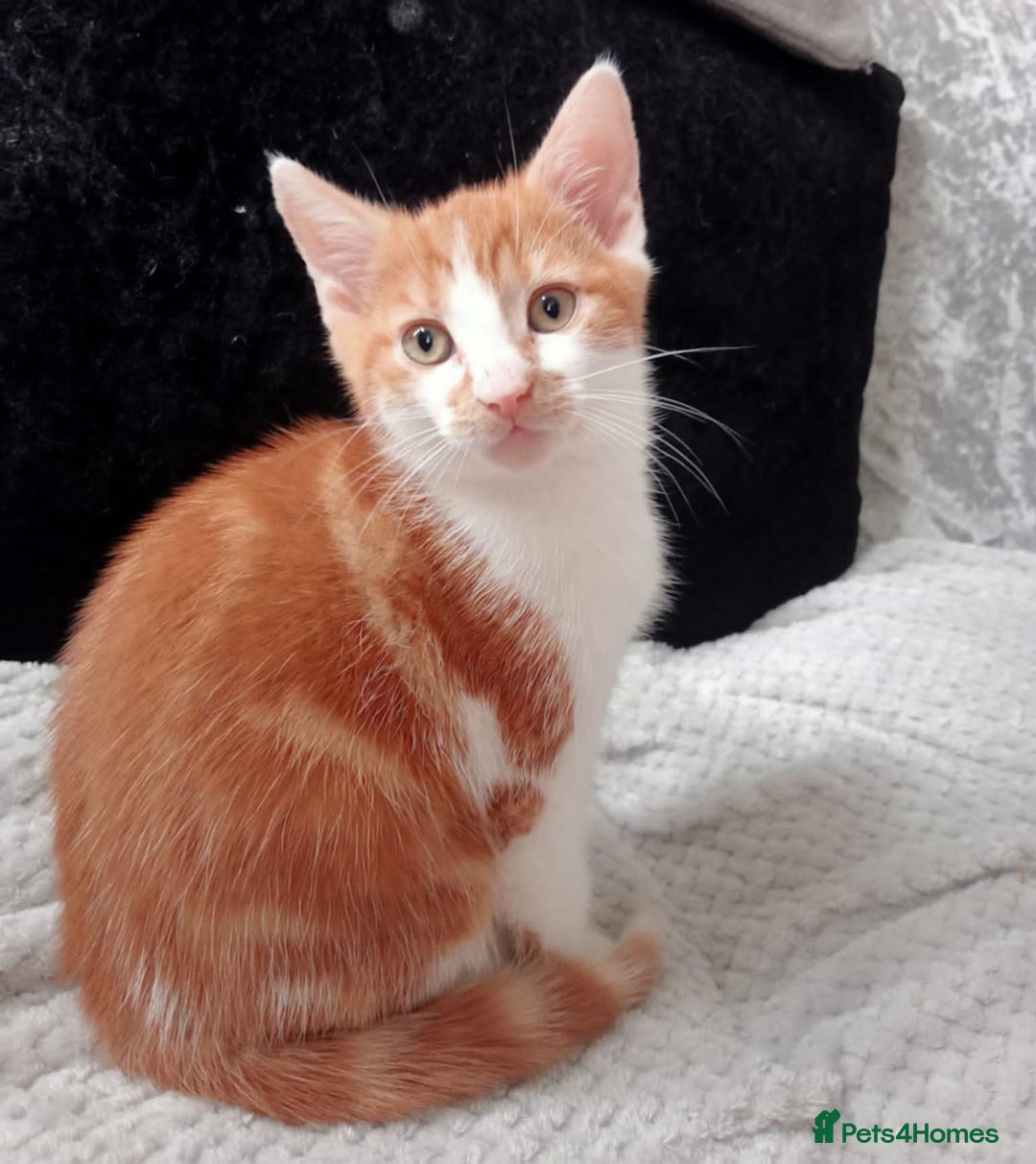 Mixed Breed cats for sale: GINGER & WHITE KITTEN LEFT NOW ONLY - Image 5